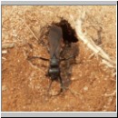 Anoplius viaticus - wegwespe-16.jpg